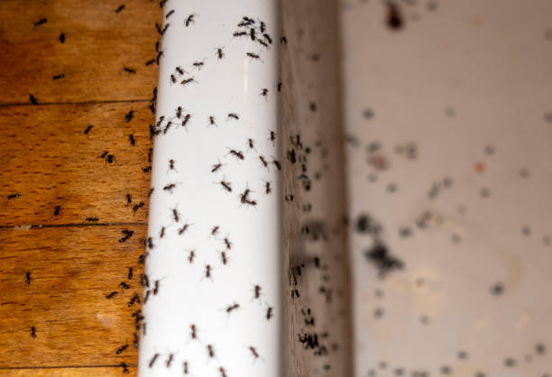 Best Residential Pest Control  in Fountain Hill, PA