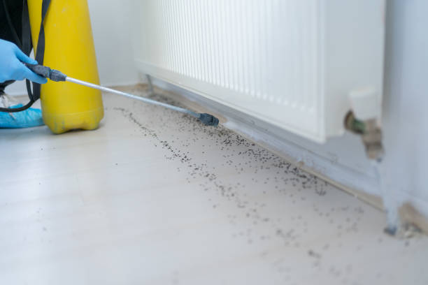 Best Local Pest Control Services  in Fountain Hill, PA